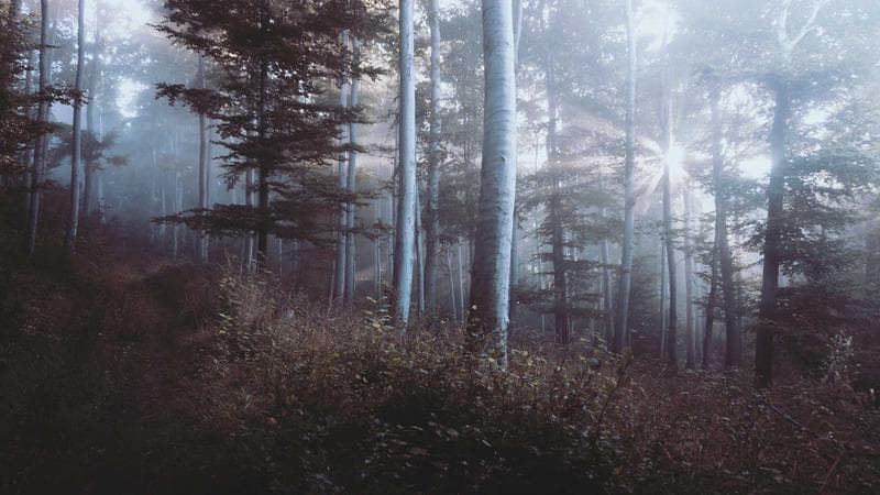 Kirkland & Ellis set to poach top Wachtell distressed-debt lawyer