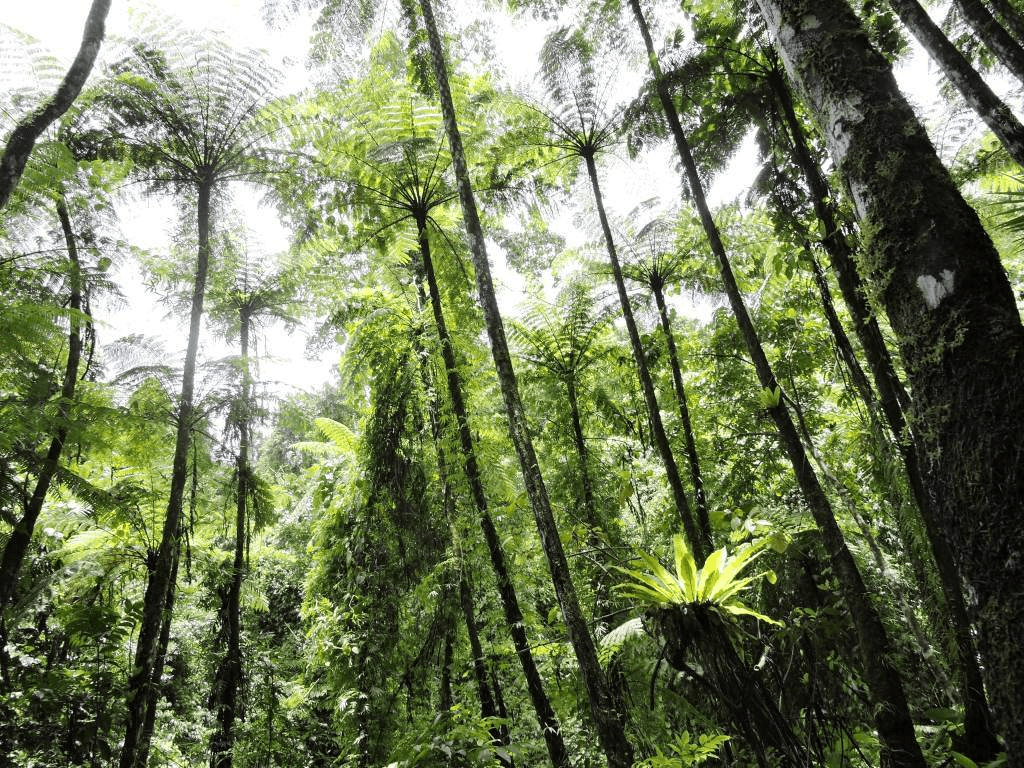 Cropped 6 May 2026: Forest loss falls | Deforestation regulations | Saving ‘India’s Galapagos’