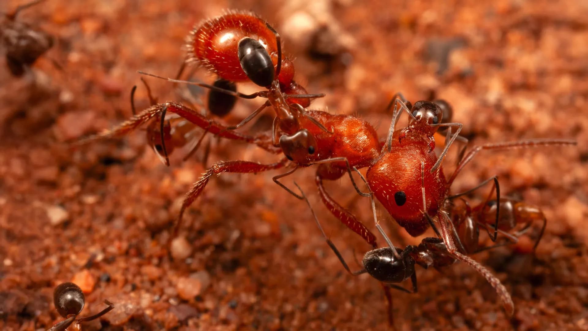 Scientists discover “cleaner ants” that groom giant ants in Arizona desert