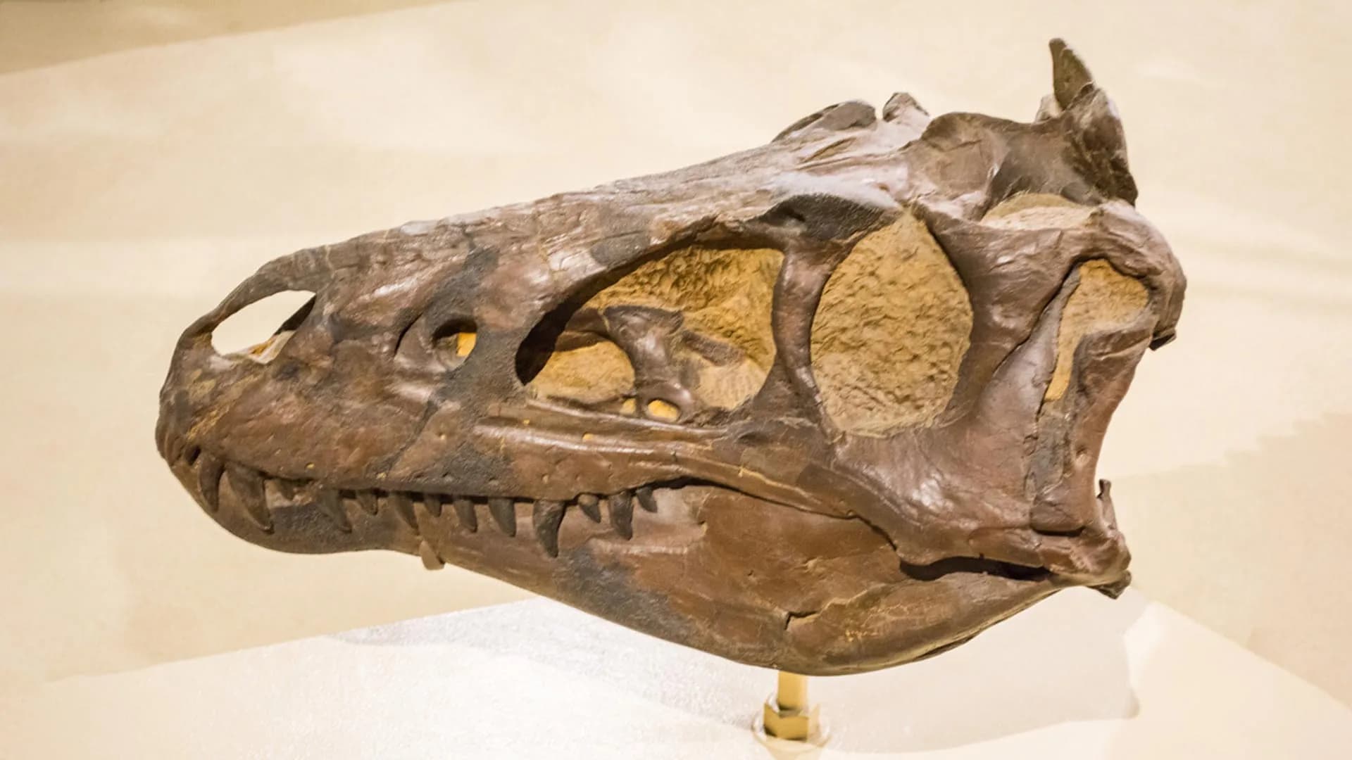Scientists thought this was a young T. rex. They were wrong