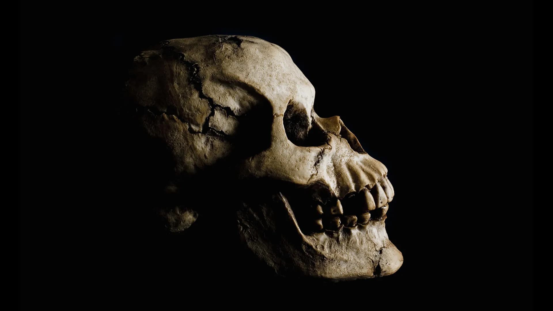 Stunning fossil discovery in Ethiopia rewrites human origins